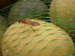 Ptecticus testaceus
