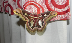 Rothschildia jacobaeae