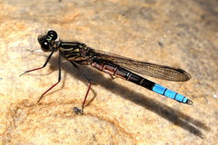 Platycypha fitzsimonsi