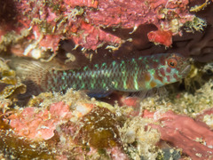 Dotted Dwarfgoby photo 1