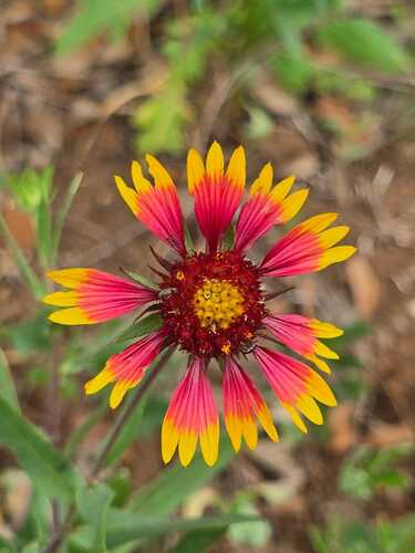Gaillardia
