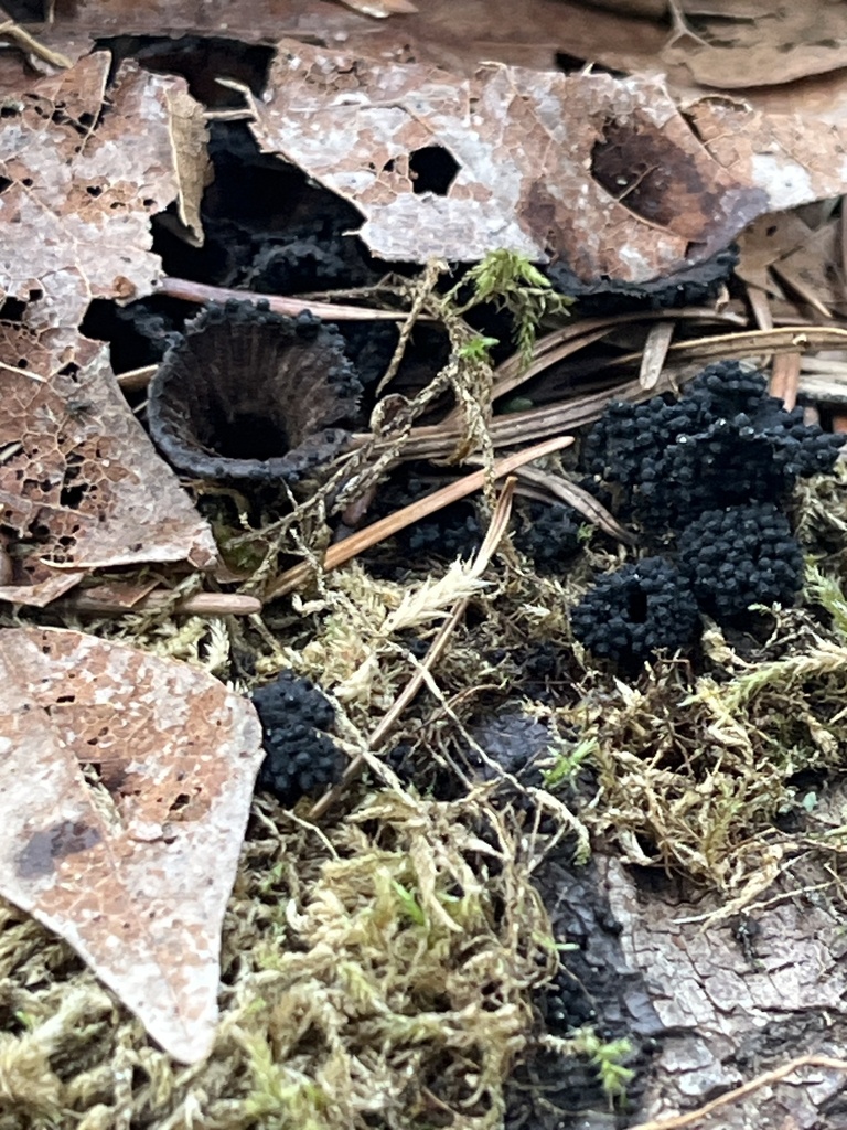 Cyathus striatus · February 2026 · photo: © pynklynx (iNaturalist, CC)