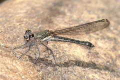 Platycypha fitzsimonsi