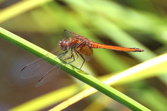 Trithemis pluvialis