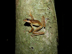 Polypedates macrotis