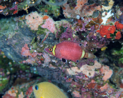 Wetmorella nigropinnata observed 2025-11-24