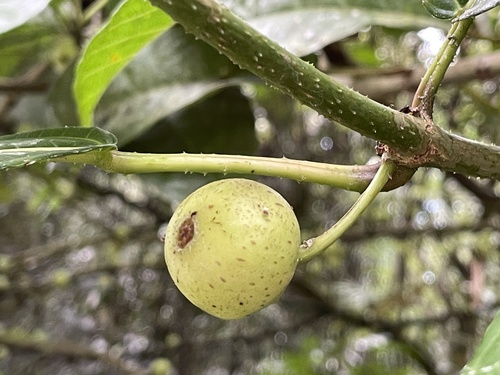 Ficus copiosa observed 2026-02-07