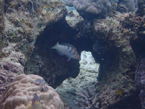 Coris batuensis observed 2026-02-07