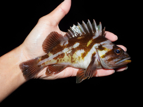 Copper rockfish (Sebastes caurinus) — Sebastidae — 2