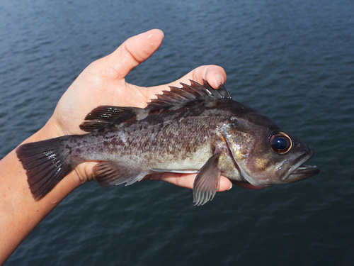 Black bass (Sebastes melanops) — Sebastidae — 2