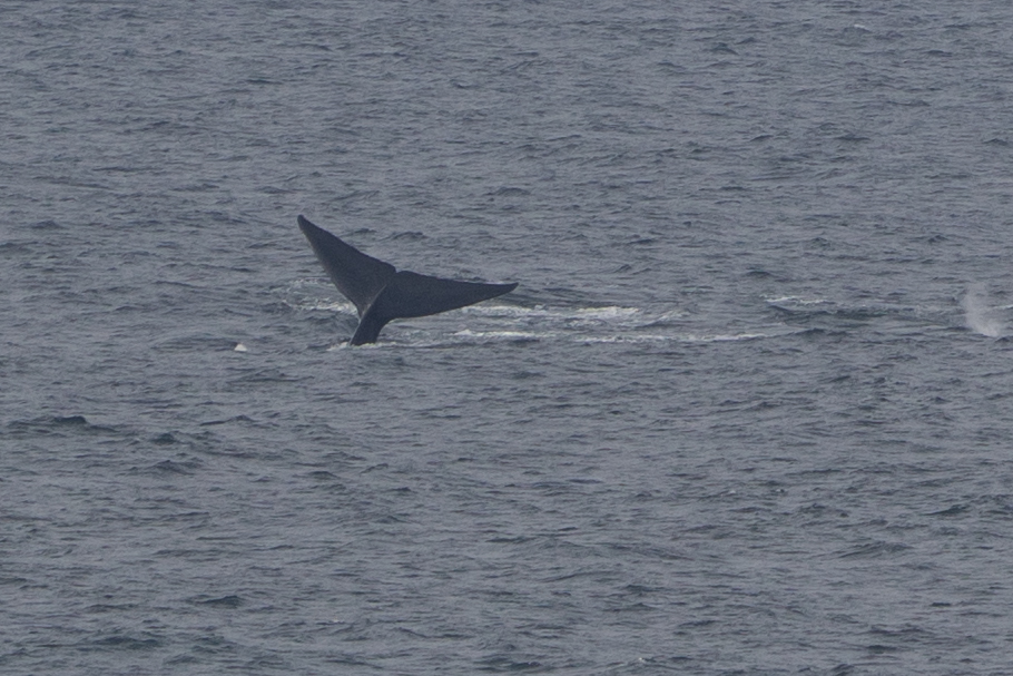 Balaenoptera musculus