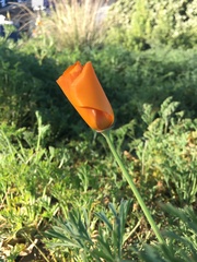 Eschscholzia californica