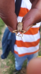 Schistocerca piceifrons