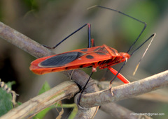 Macrocheraia grandis