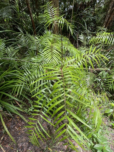 Hairy Mary (Calamus australis)