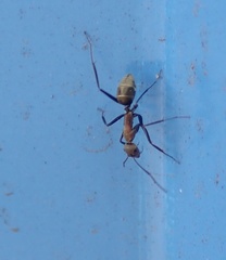 Camponotus rufoglaucus