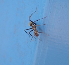 Camponotus rufoglaucus