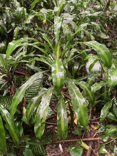 Dracaena fragrans, 2026-02-06