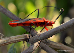 Macrocheraia grandis