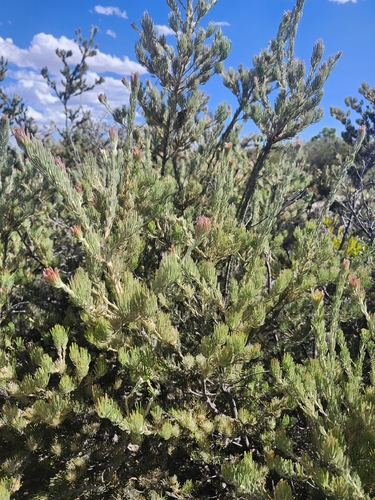 common woollybush (Adenanthos cygnorum)