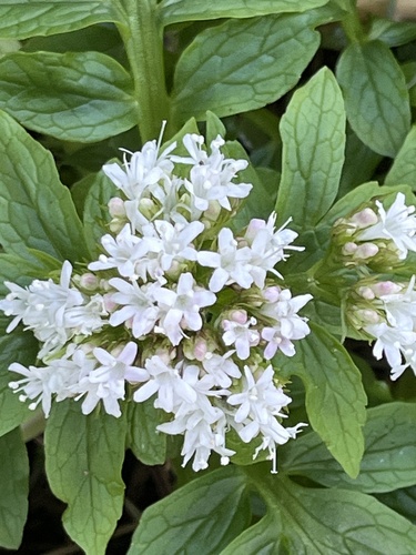 Sitka valerian (Valeriana sitchensis)
