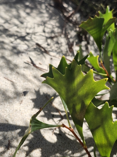 fan-leaved hakea (Hakea flabellifolia)