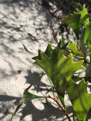 Hakea flabellifolia, photograph (c) Ariane Roberge, some rights reserved (CC BY)