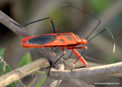 Macrocheraia grandis