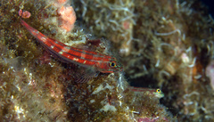 Helcogramma striata