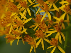 Senecio multivenius