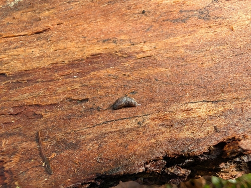 Prophysaon dubium
