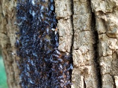 Cerastipsocus trifasciatus