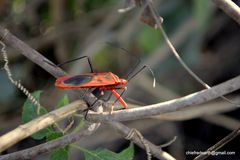 Macrocheraia grandis