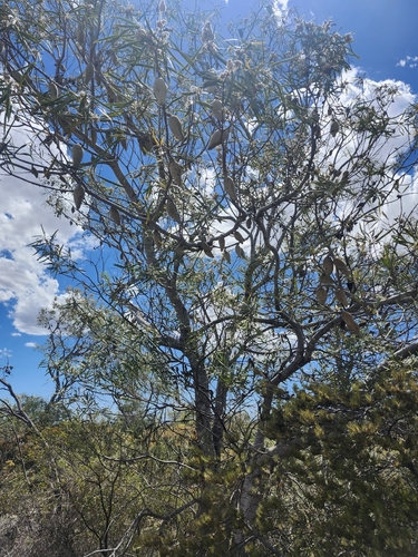 sandplain woody pear (Xylomelum angustifolium)