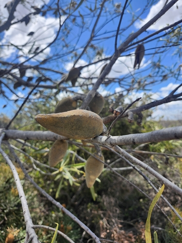 Xylomelum angustifolium, photograph 3