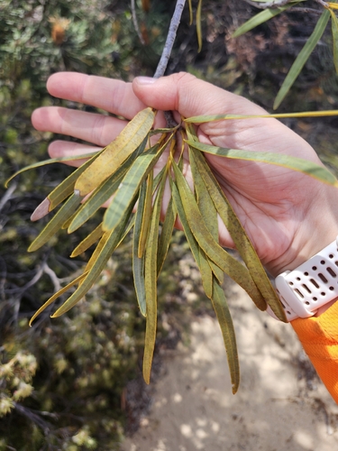Xylomelum angustifolium, photograph 4