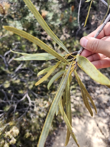 Xylomelum angustifolium, photograph 5