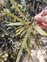 Xylomelum angustifolium, photograph (c) Ariane Roberge, some rights reserved (CC BY)
