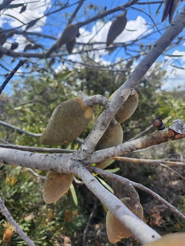 Xylomelum angustifolium, photograph 6