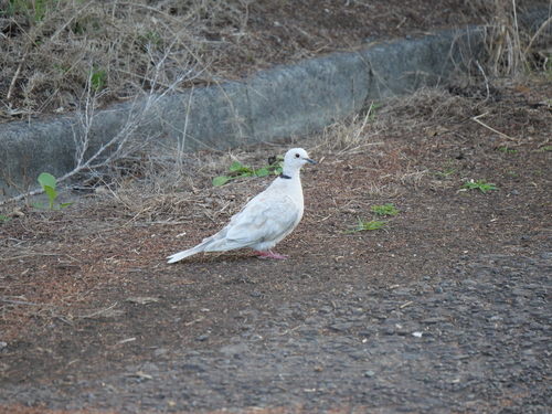African Collared Dove (Streptopelia roseogrisea), photo 4