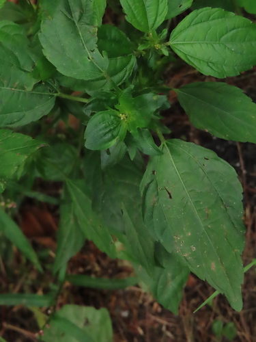 Common Threeseed Mercury (Acalypha rhomboidea)