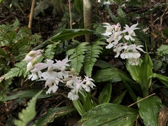 Calanthe arisanensis