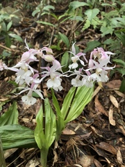 Calanthe arisanensis