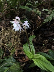 Calanthe arisanensis