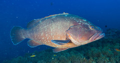 Dusky Grouper photo 4