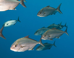 Seriola rivoliana