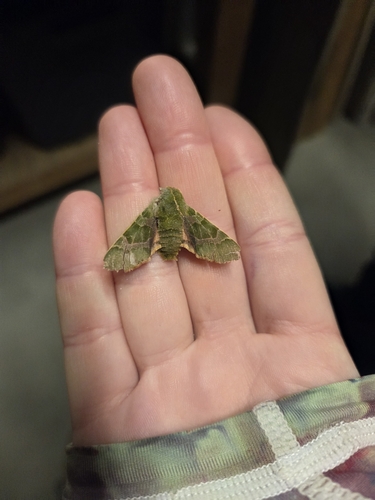 iNaturalist observation photo of Pacific Green Sphinx