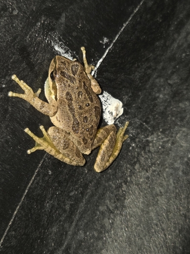 iNaturalist observation photo of Pacific chorus frog