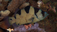 Bearded Soapfish photo 5