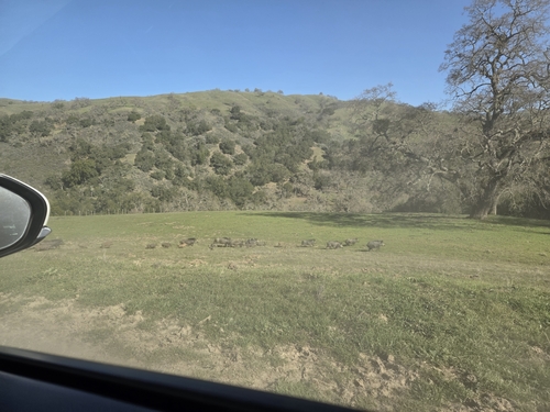 iNaturalist observation photo of Wild Boar